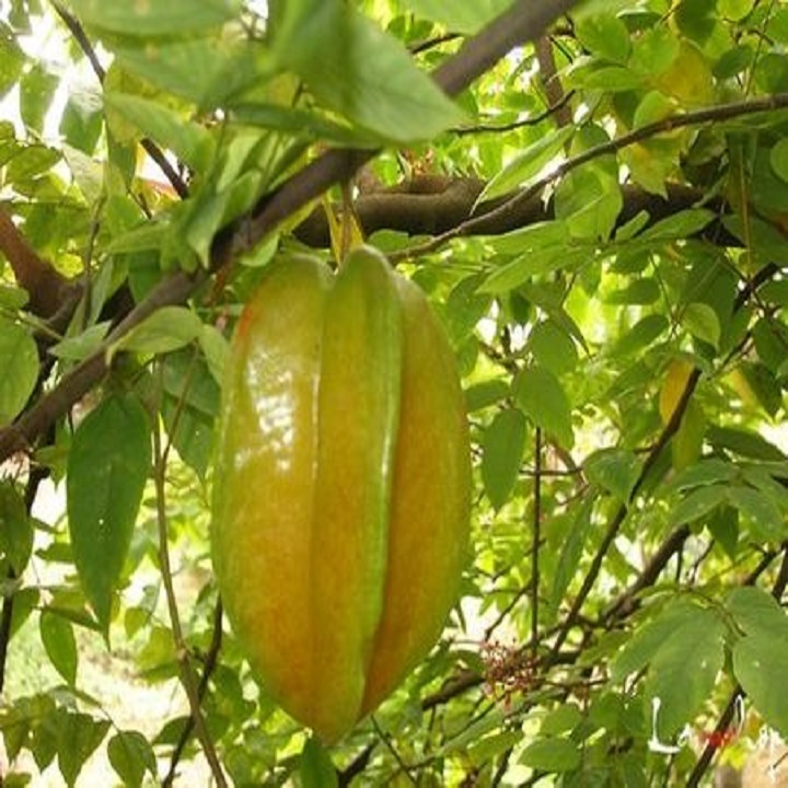 CÂY GIỐNG CÂY KHẾ CHUA, QUẢ SỚM, SIÊU QUẢ