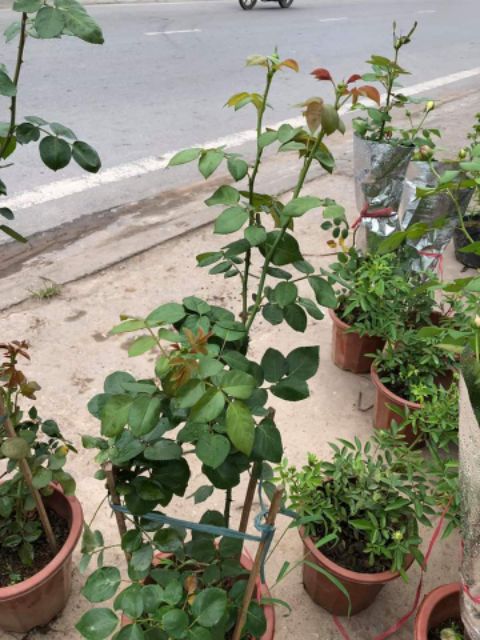 [ Xả - Cắt Lỗ ] Hoa Hồng Leo Red Eden