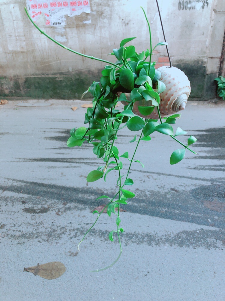 Dây Leo Vỏ Ốc