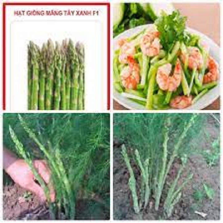 gốc măng tây xanh