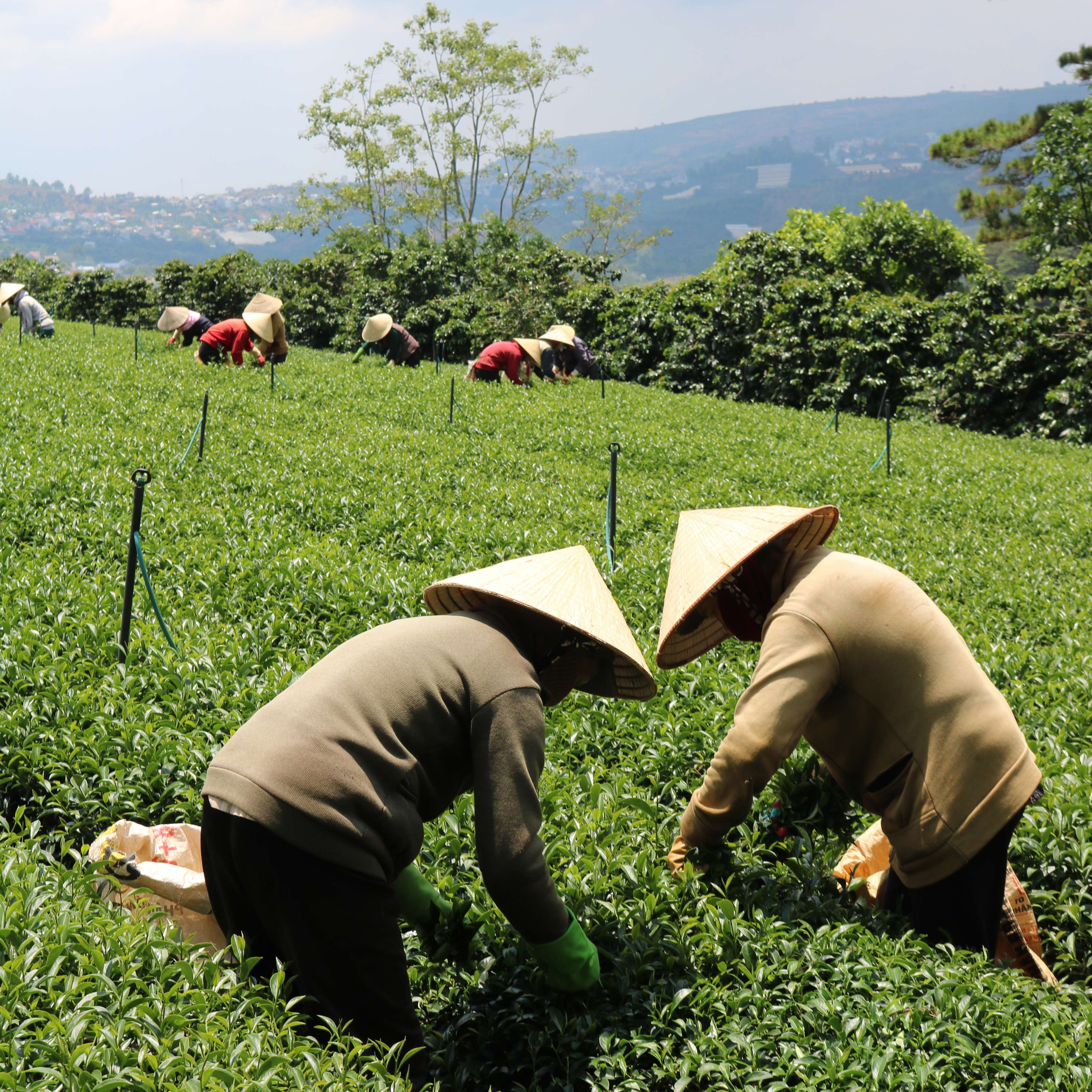 Trà Oolong Đỏ DalatFarm - Túi 500g (Dòng chuyên pha chế)