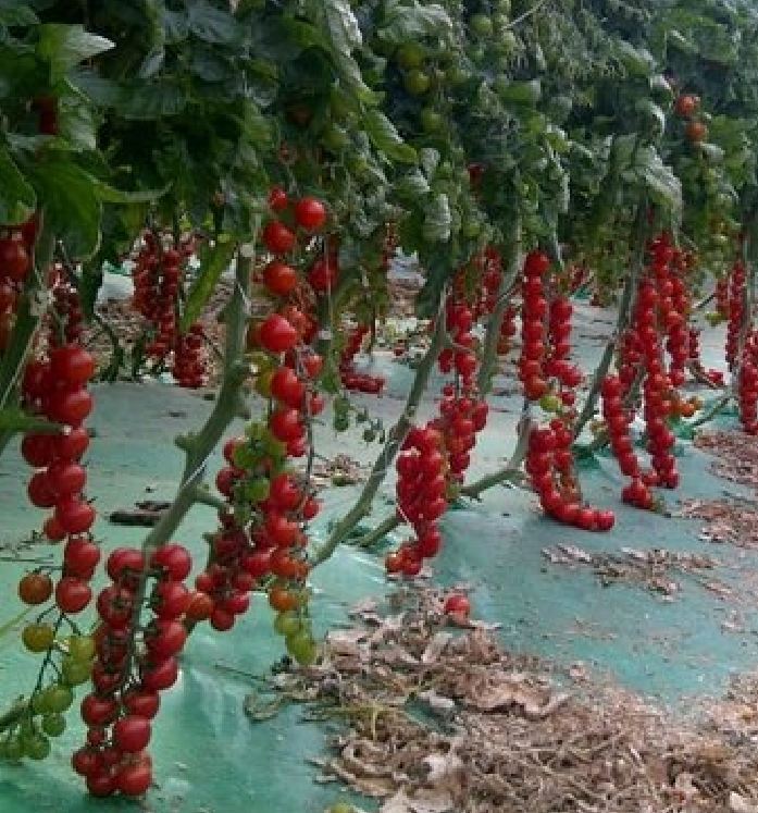 Hạt giống cà chua bi dây quả đỏ - ( 30 hạt/gói )