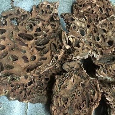 Củ kiến (bí kỳ nam) 1kg