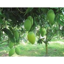 [FREESHIP - Xả Khô Máu] cây giống XOÀI CÁT HÒA LỘC - Giống chuẩn F1 - Siêu sai quả ngon, ngọt