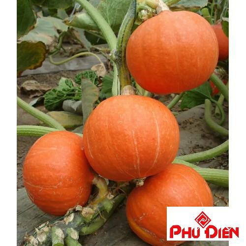 "Gói 10 Hạt " Hạt giống bí ngô mặt trời