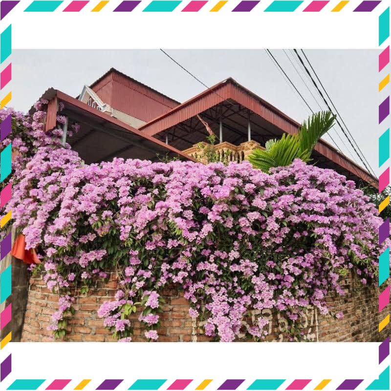 Cây giống hoa lan tỏi(1 bầu)