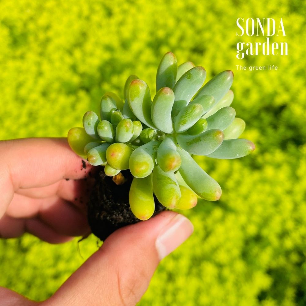 SEN ĐÁ THẠCH NGỌC MĨ SIZE MINI SIÊU KHOẺ LỖI 1 ĐỔI 1