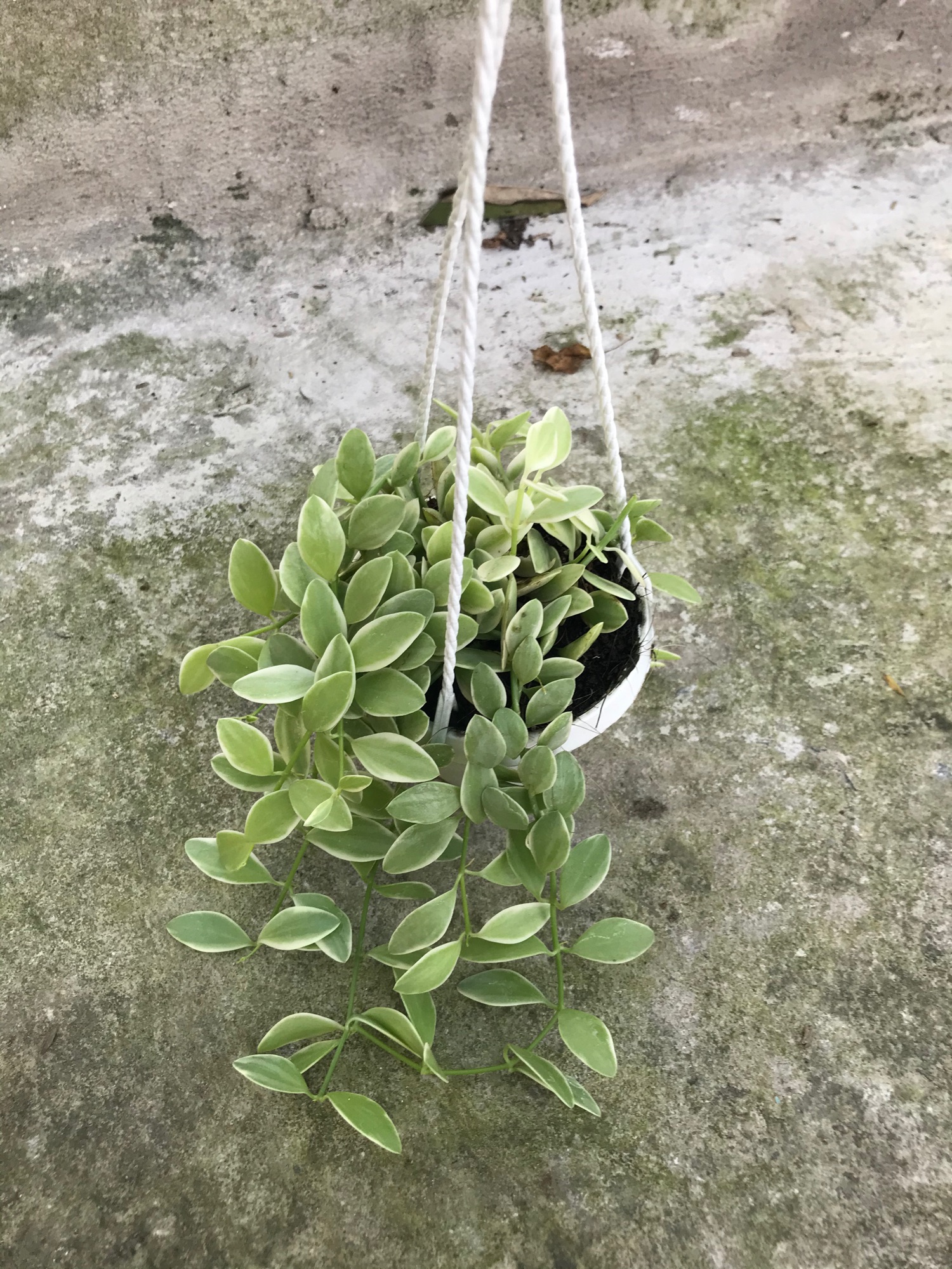 Cây hạt dưa treo mini+ tặng phân bón cho cây mau lớn