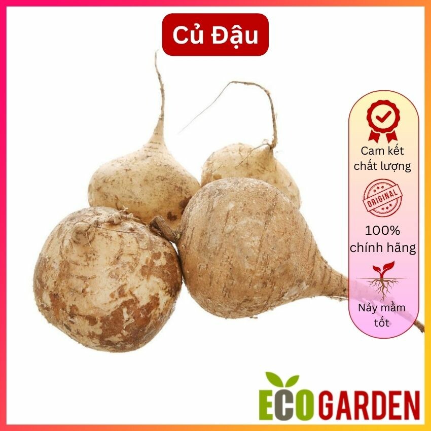 Hạt giống củ đậu dễ trồng