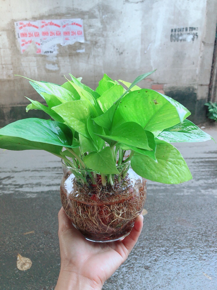 Trầu Bà Thái Vàng Thuỷ Sinh
