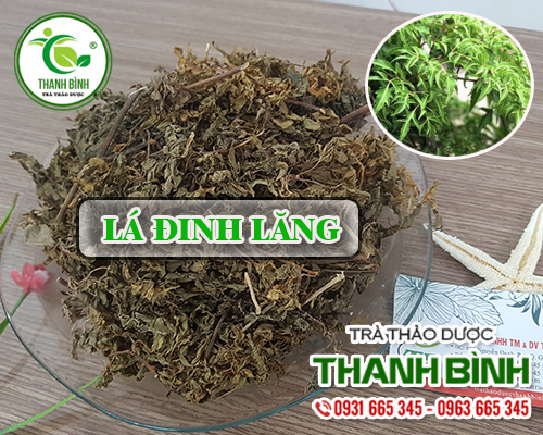 Lá Đinh Lăng Khô 500G Loại Đặc Biệt- Đông Y Thanh Bình