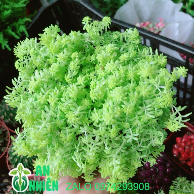 Sen Sedum vàng