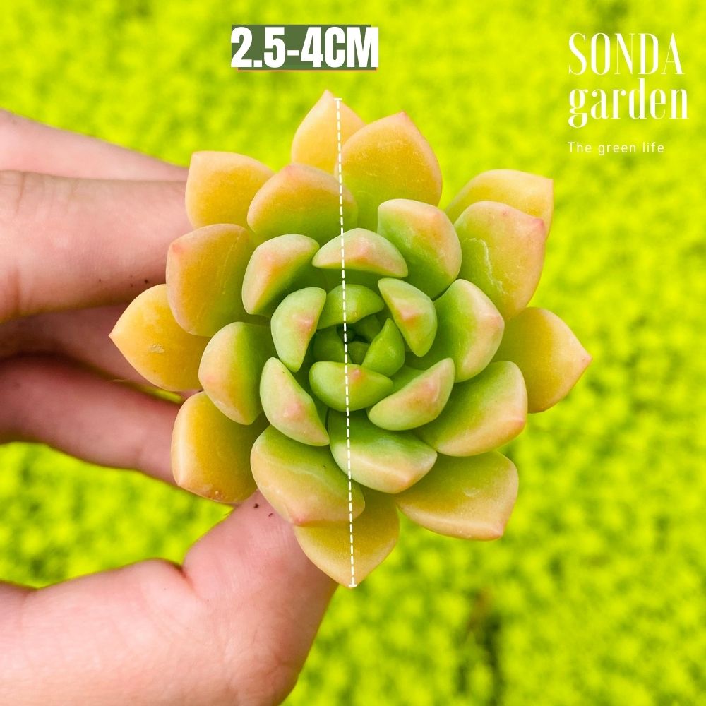 SEN ĐÁ MẶT TRỜI SIZE MINI KHOẺ ĐẸP LỖI 1 ĐỔI 1