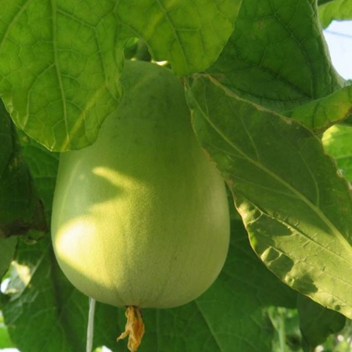Hạt giống bầu tròn Thái Lan gói 2gr