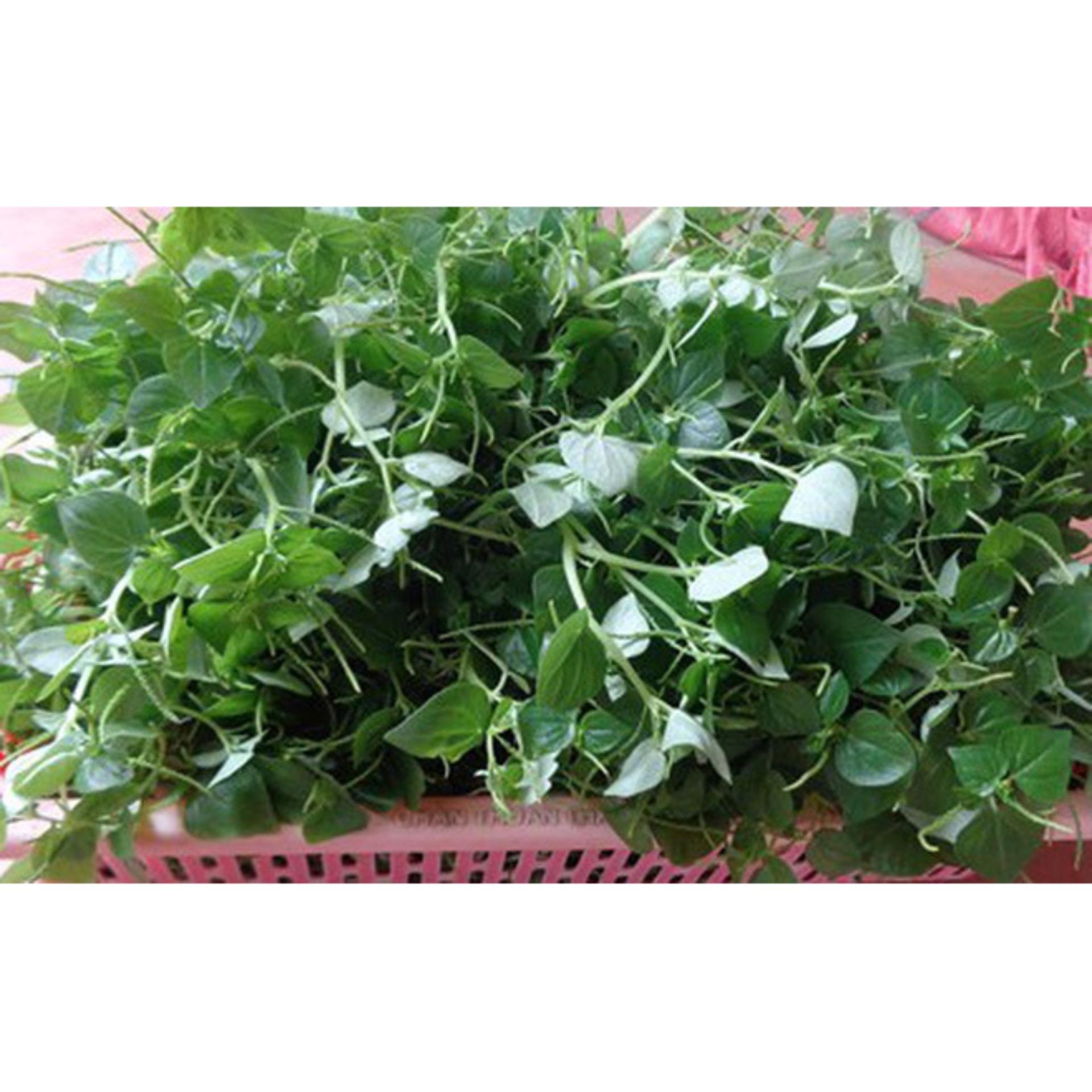 0.5gr Hạt giống Rau càng cua (tặng Kích nẩy mầm, Hướng dẫn ươm)