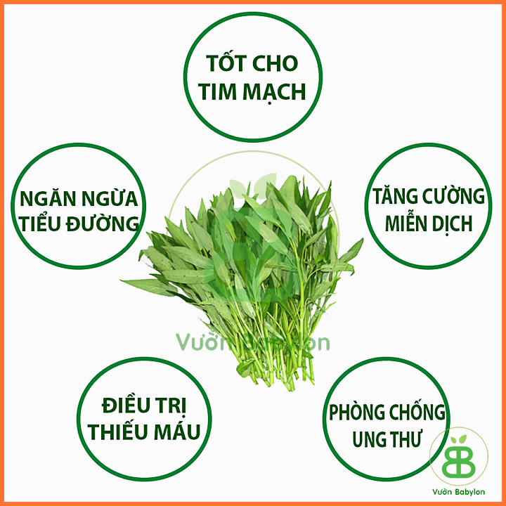 Hạt giống Rau Muống Lá Tre 50gr