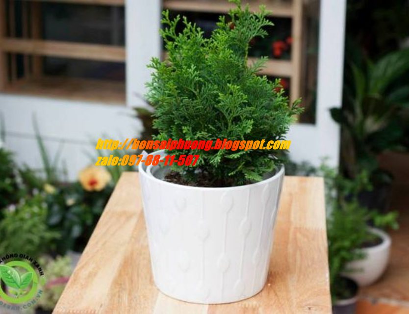 tùng trác xoắn