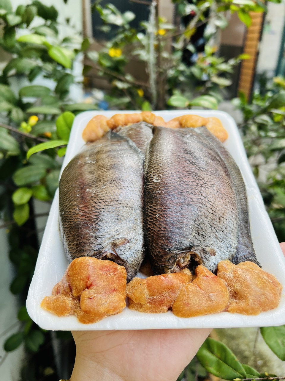 [GIAO NHANH 2H HCM] Giá Sỉ Cá Sặc Trứng 1 Nắng