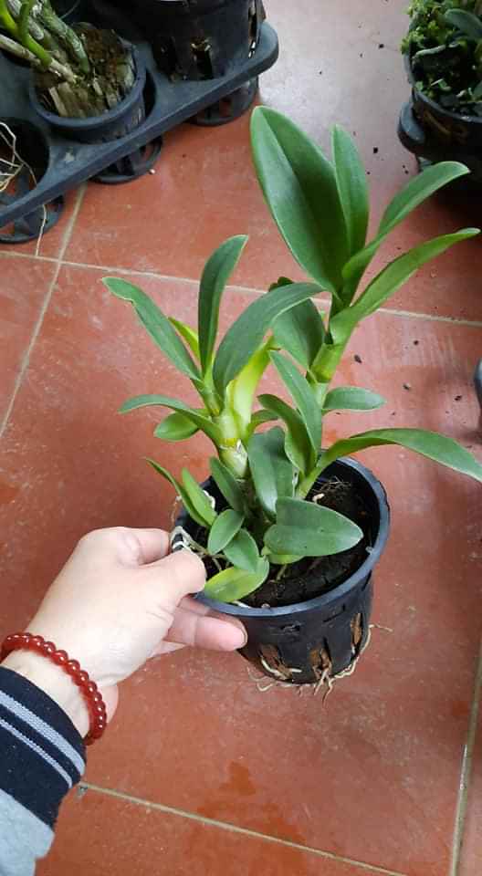 hoa phong lan denro nắng đột biến