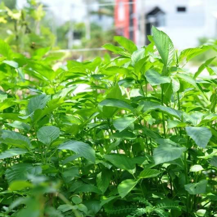 Hạt giống rau đay xanh (trắng) gói 10gr
