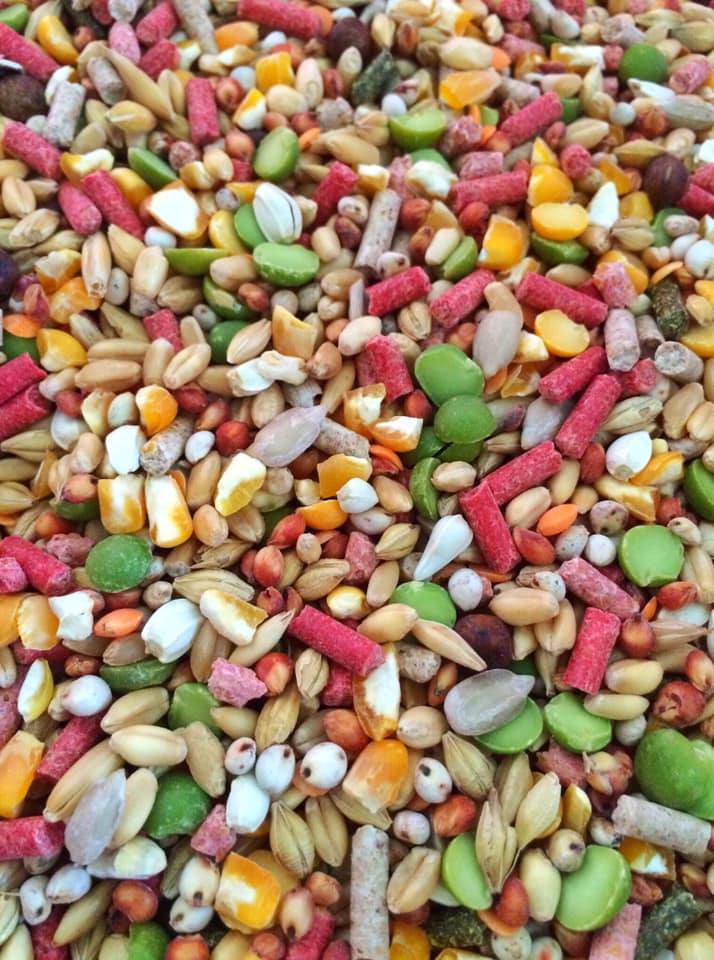 [HCM]Ngũ cốc Viêt cao cấp dành cho gà đá 1kg.