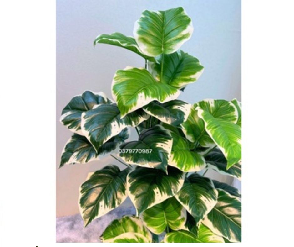 Cây Trầu Bà Giả, Cây Viền Trắng (Ảnh Và  Thật)