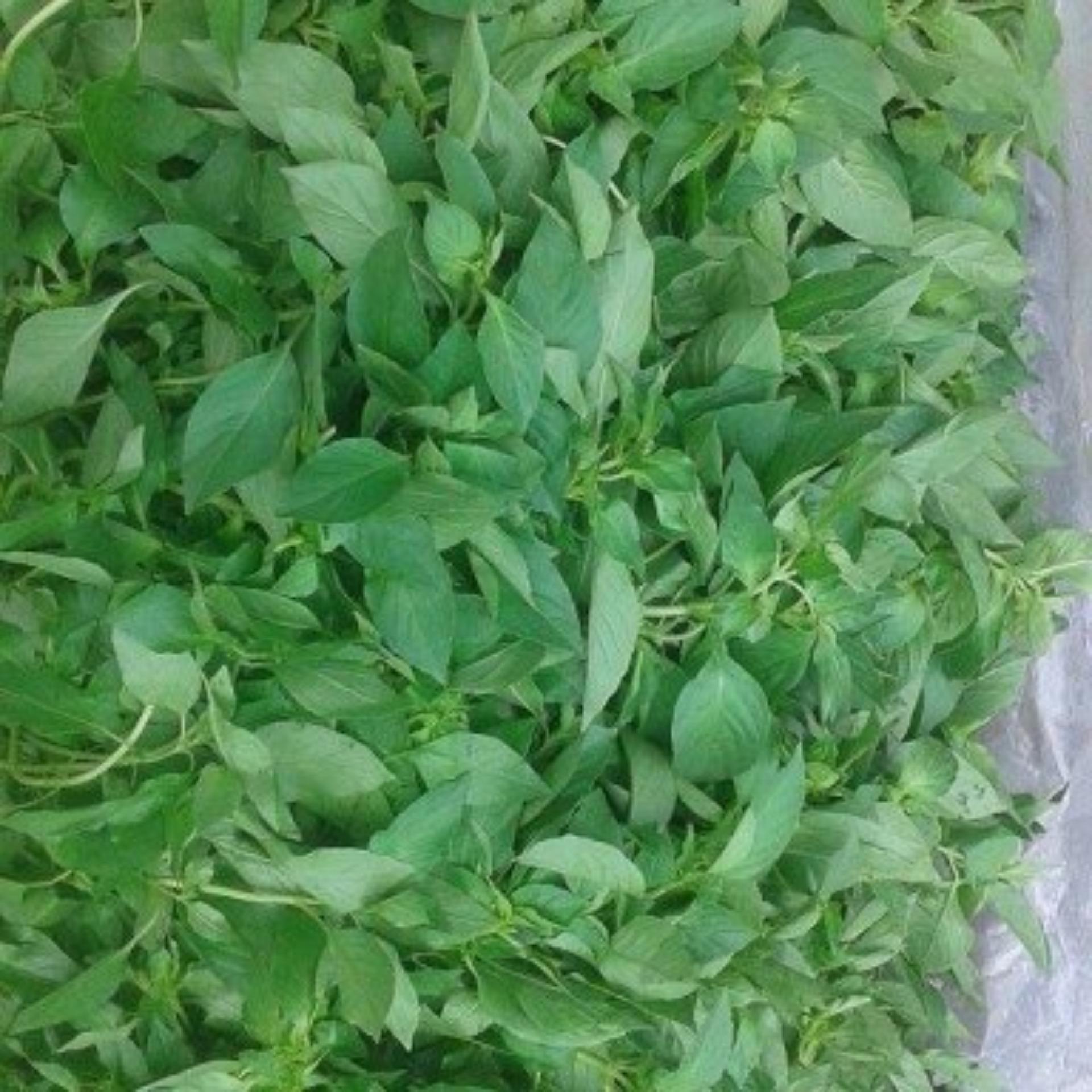 3gr Hạt giống Rau é trắng (tặng Kích nẩy mầm, Hướng dẫn ươm)