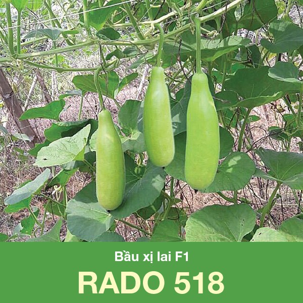 Hạt Giống Bầu Xị Lai F1 2 Gram