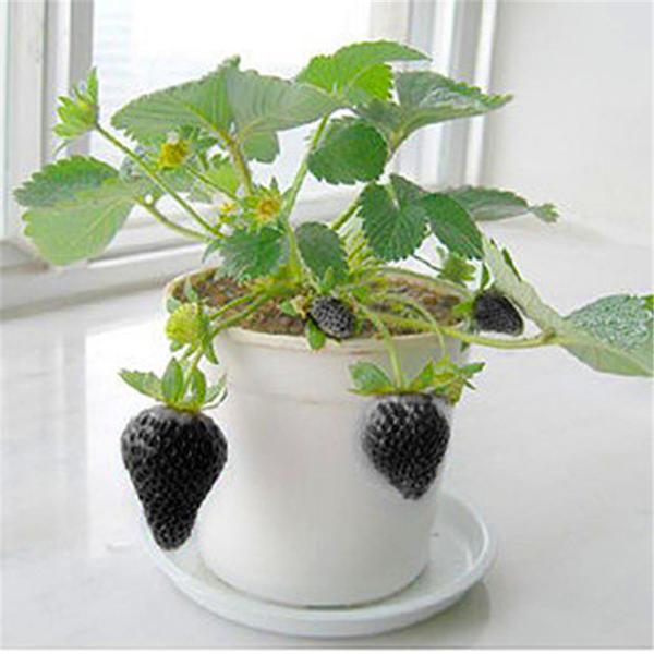 Black strawberry seeds - High Quality Seeds