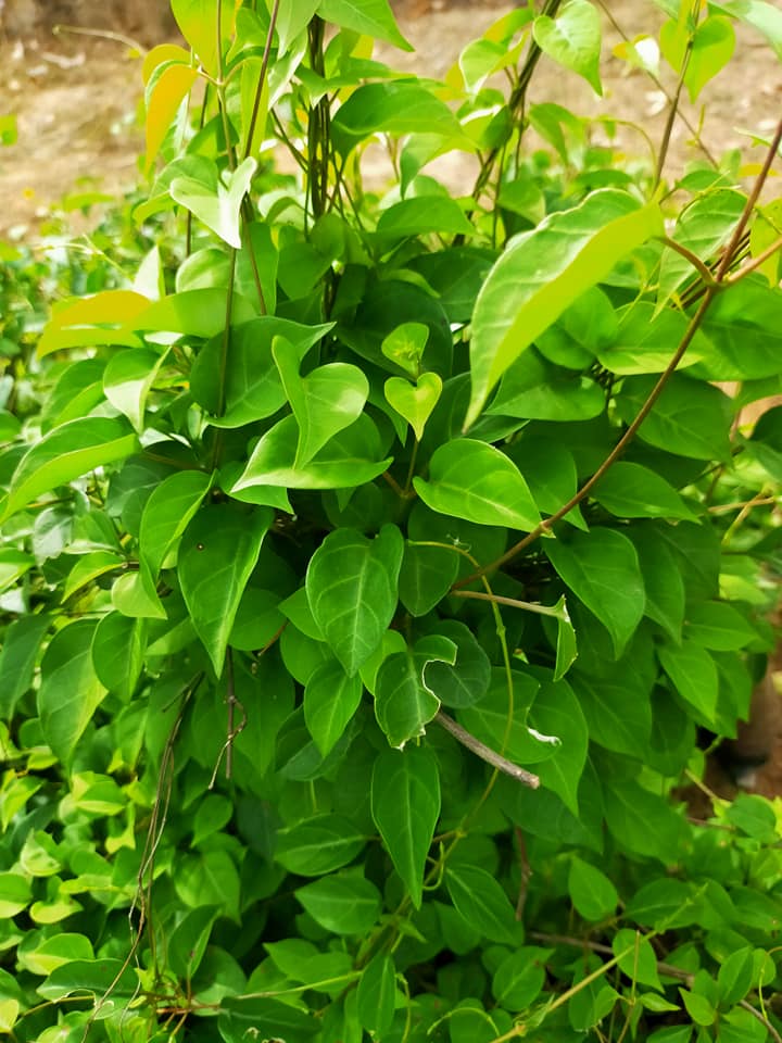Hạt giống cây lá giang - Gói 10 hạt