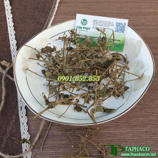 Cà gai leo khô 500g - Hỗ trợ thanh nhiệt và giải độc - Làm mát cơ thể - Hàng sạch xanh giá tốt - Thảo Dược Tấn Phát
