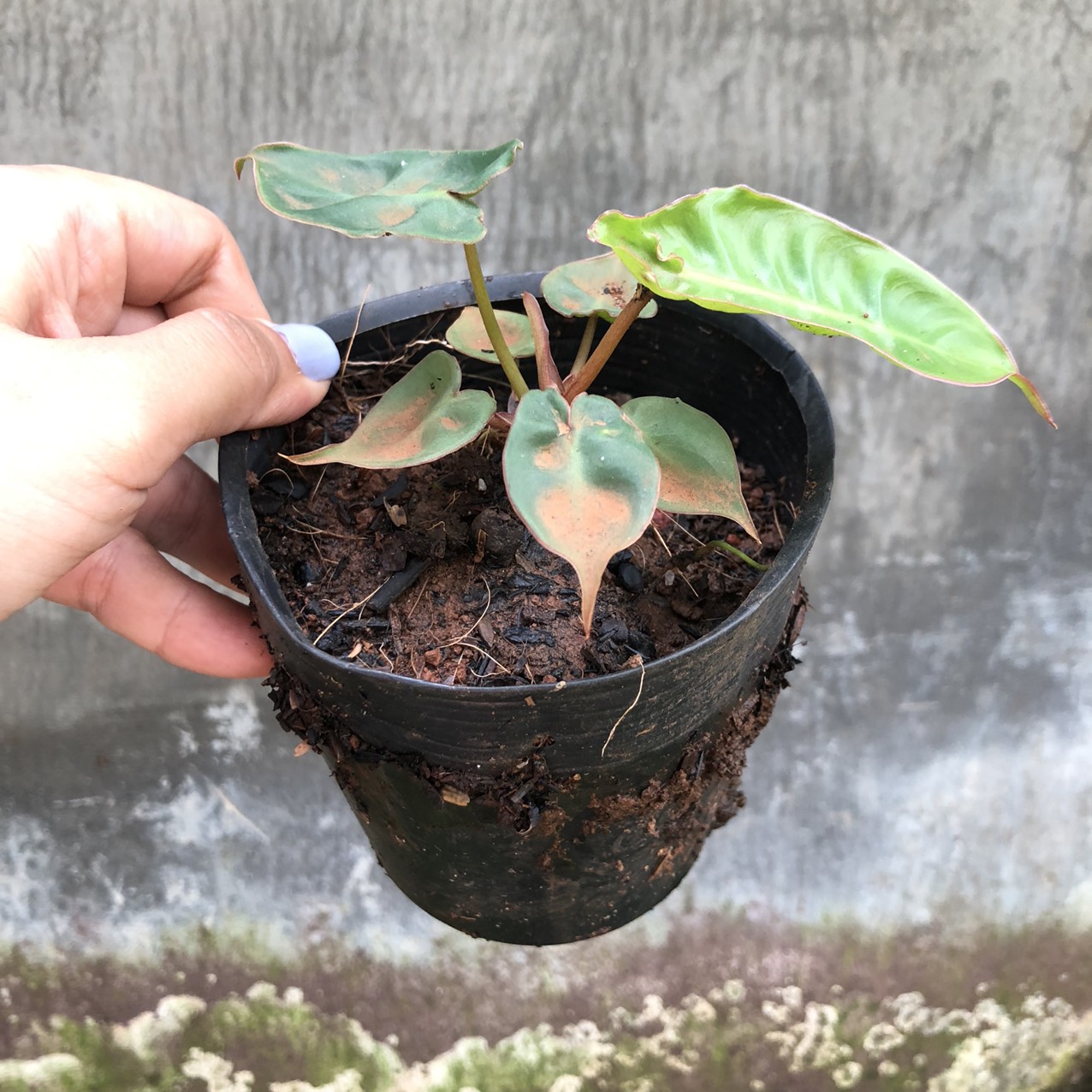 Cây giống hạc cam size mini
