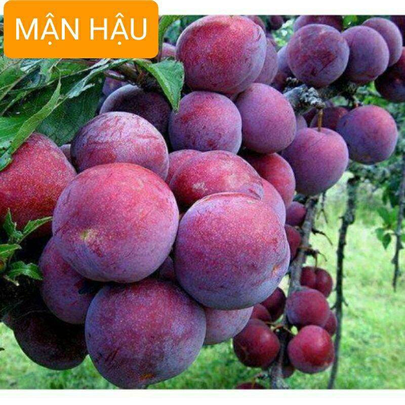 Cây giống mận hậu ghép