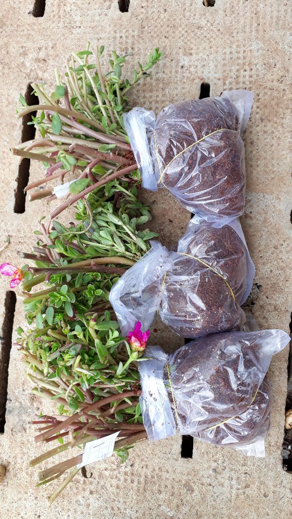 CHẬU HOA SAM THÁI MINI SIÊU ĐẸP MIXX ĐỦ MÀU HOA,