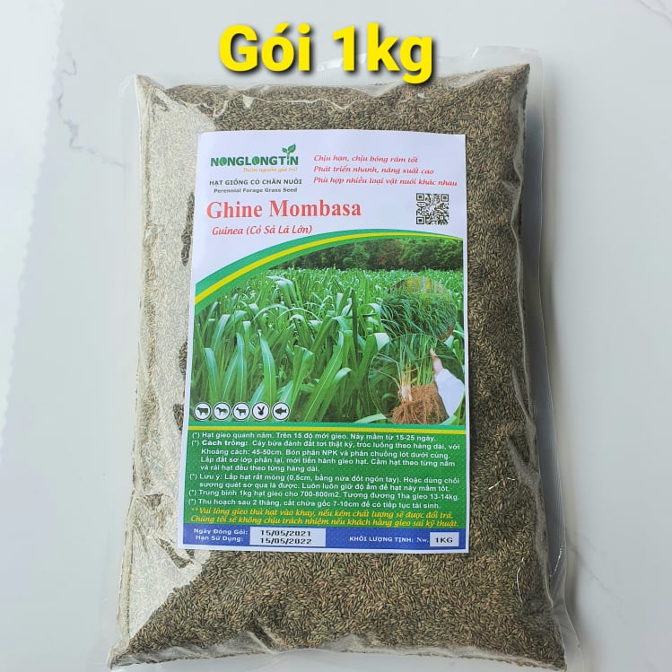 hạt giống cỏ ghine mombasa (cỏ xả lá lớn)