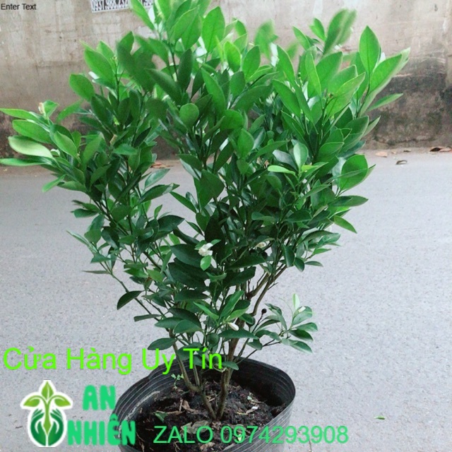 Cây tắc sẵn hoa trái