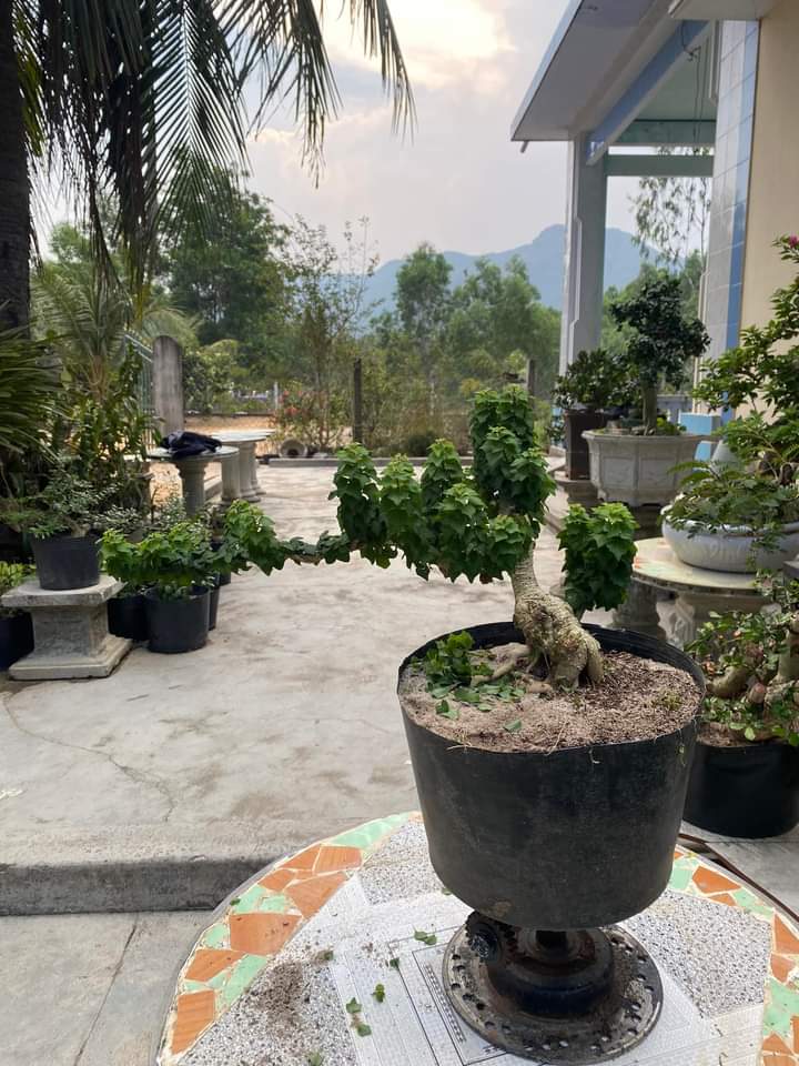 CÂY VÂN SAM (TU HÚ THÁI)