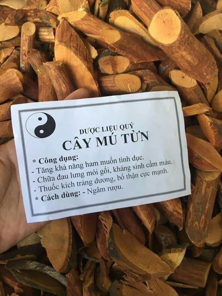 DƯỢC LIỆU  CÂY MÚ TỪN