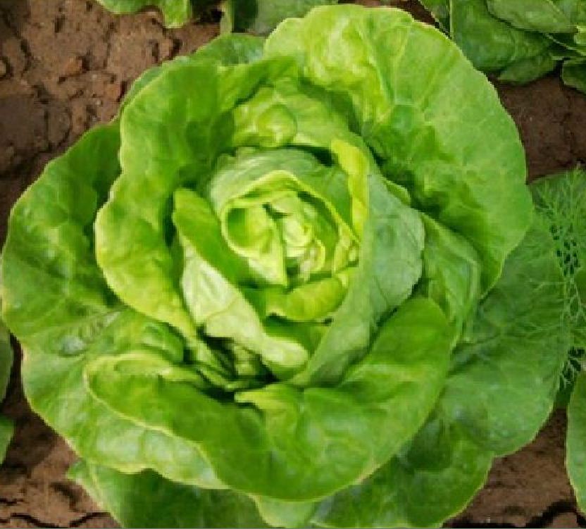 Hạt Giống Xà lách đăm xanh( 2gr/gói )