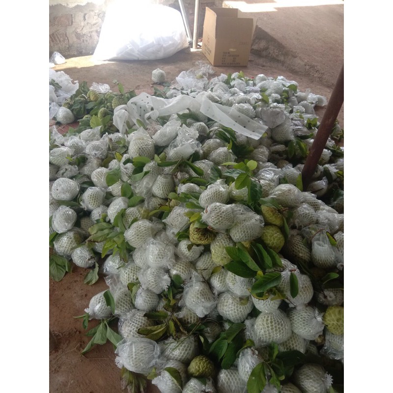 100 bọc na xốp + nilong ( xốp 16cm - nilong 20x25cm)