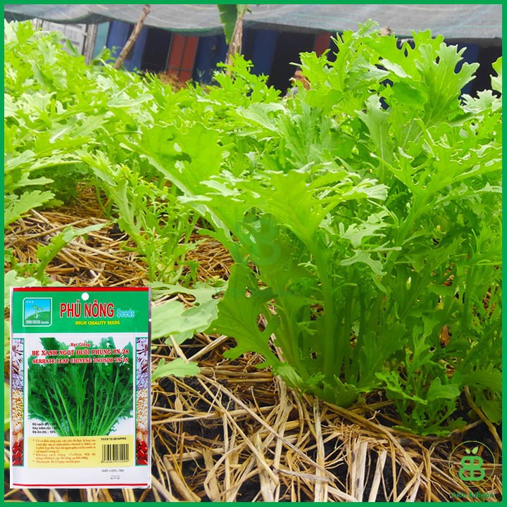 Hạt Giống Cải Ngọt Đuôi Phụng Cao Sản 20GR