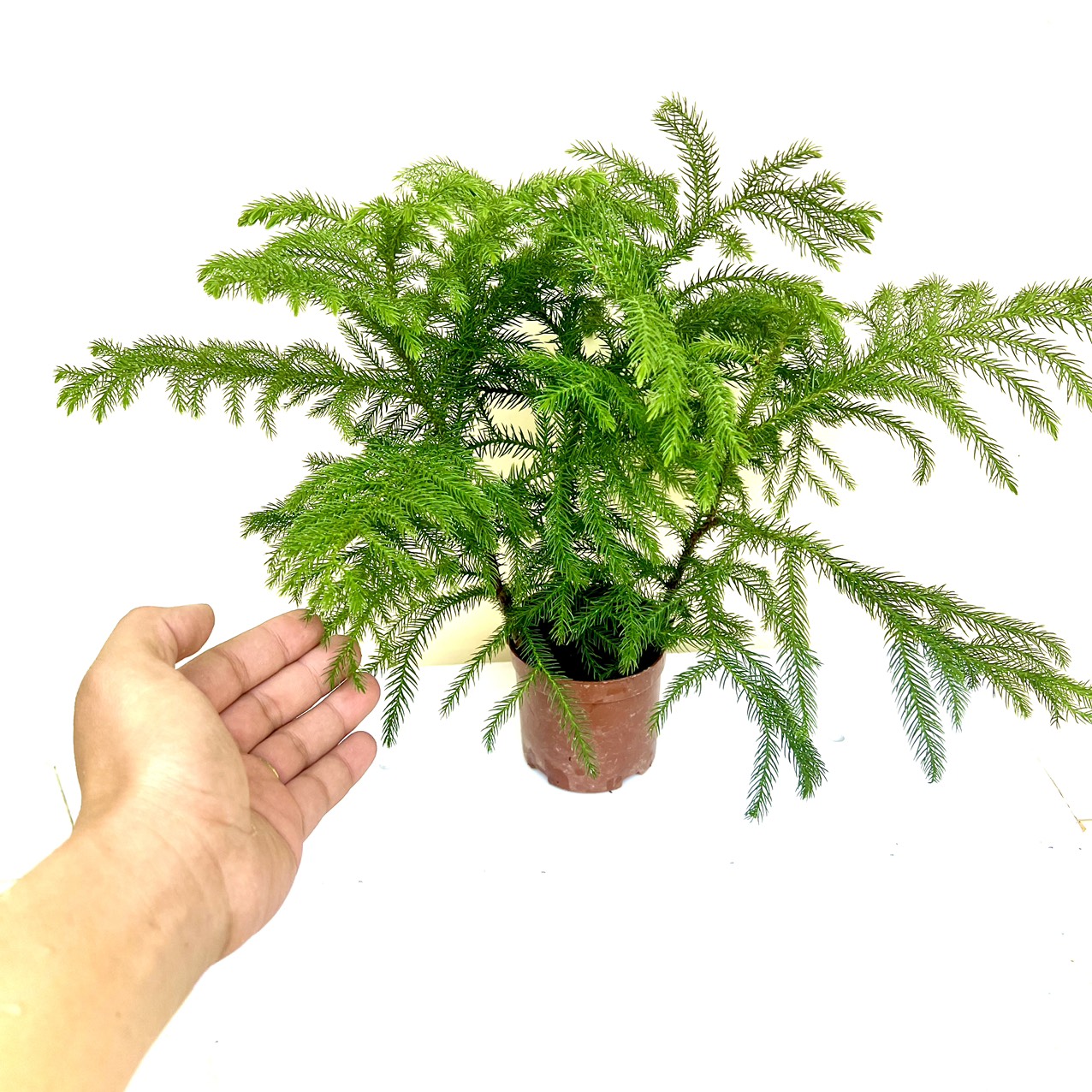 Cây tùng bách tán tam lộc (ảnh thật