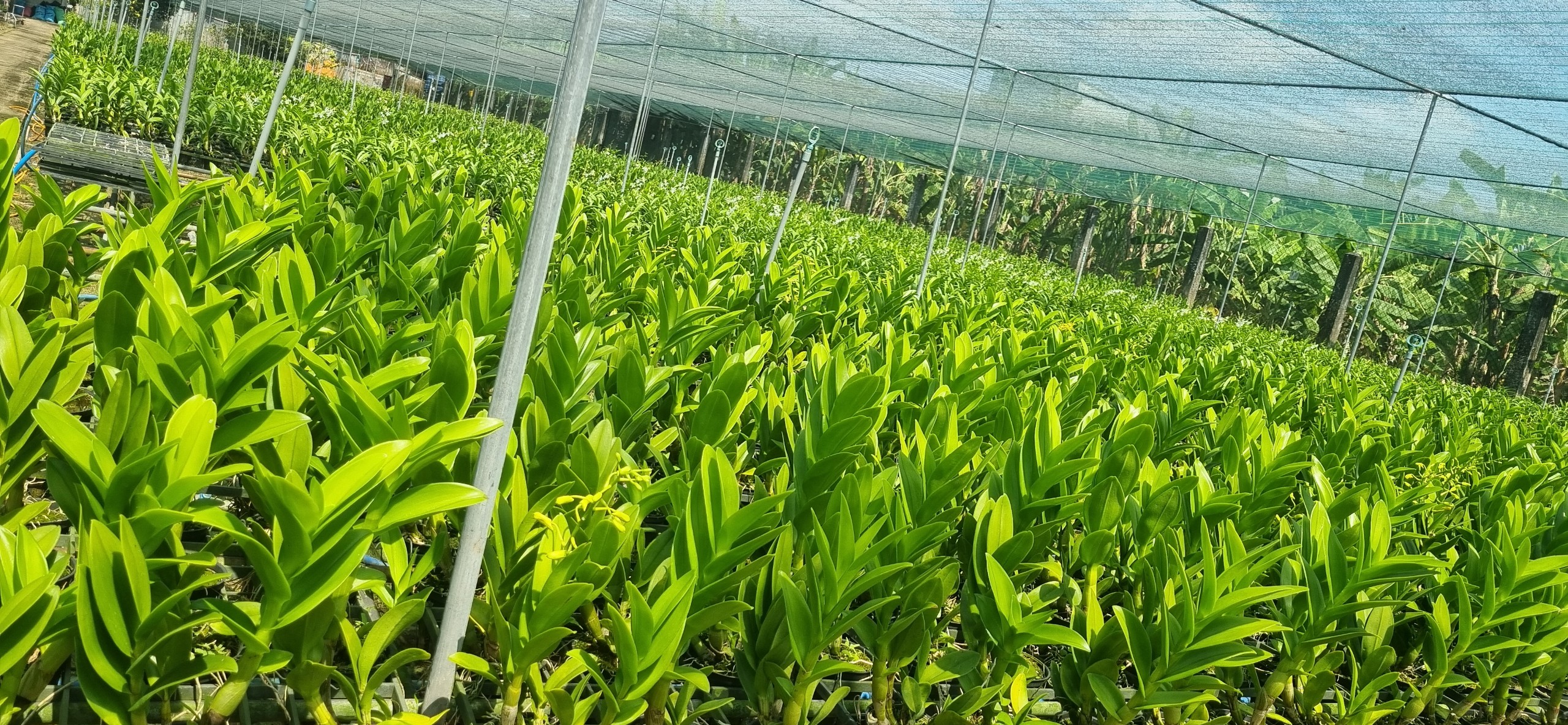 Hoa lan chan chao nâu xưa