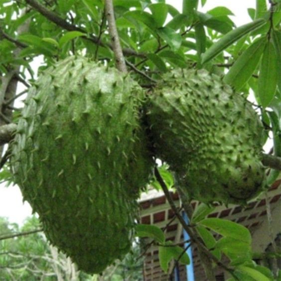 CÂY GIỐNG MÃNG CẦU XIÊM KO HẠT NBV ( được bảo hành )