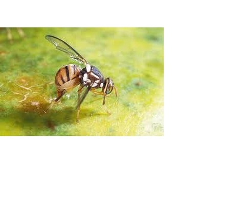 10 Ống Dẫn Dụ Ruồi Vàng lọ (2ml)
