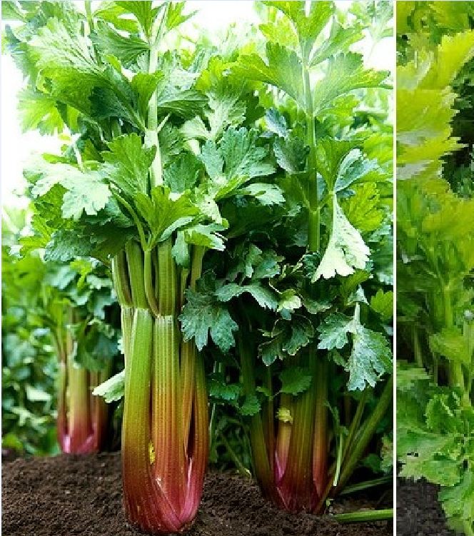 Hạt giống rau cần tây đỏ - Gói 2gr