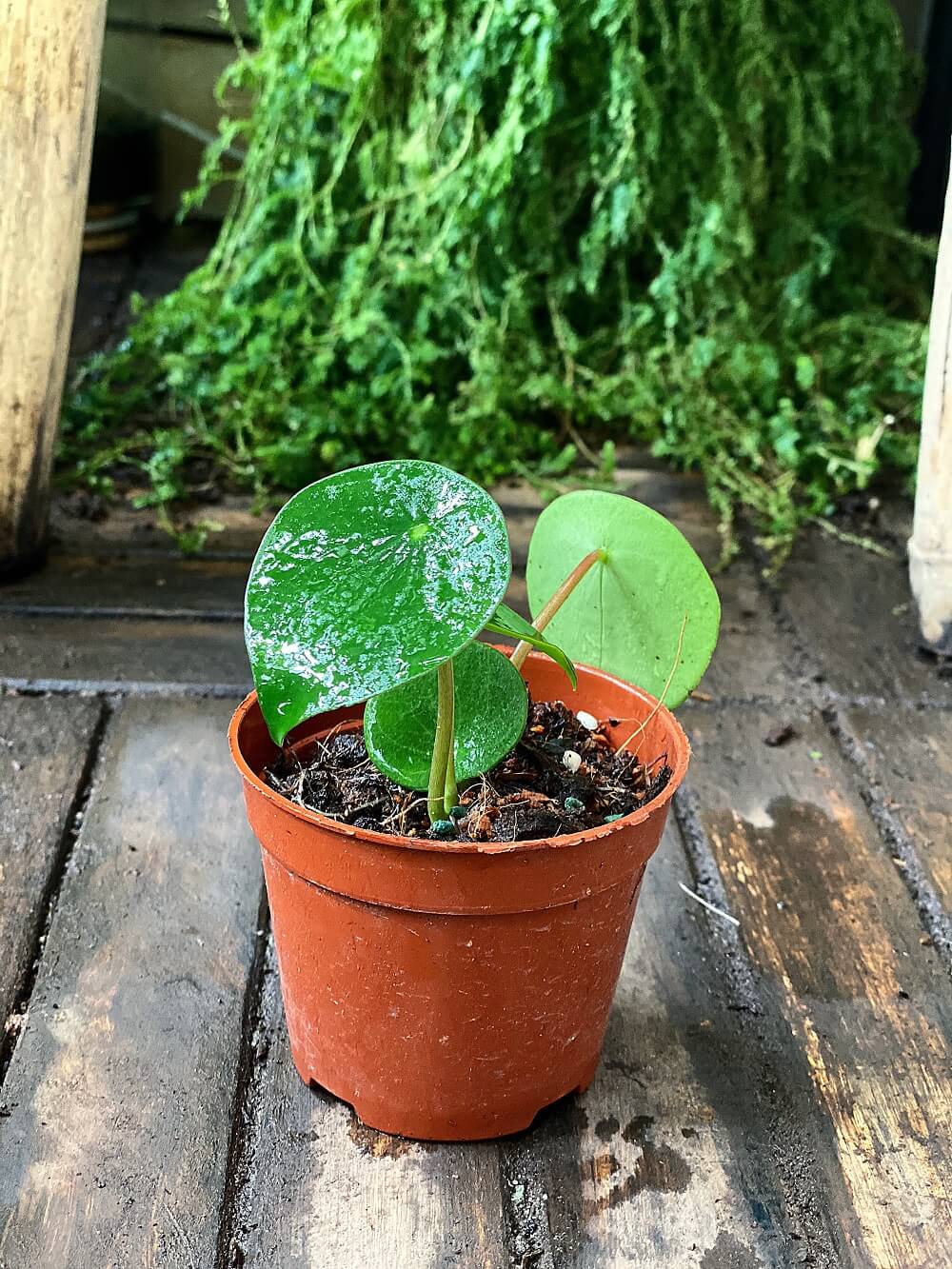 Cây Peperomia polybotrya Raindrop (Cây Giọt Mưa) chậu nhựa