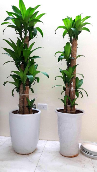 THIẾT GHÉP MỘC LAN