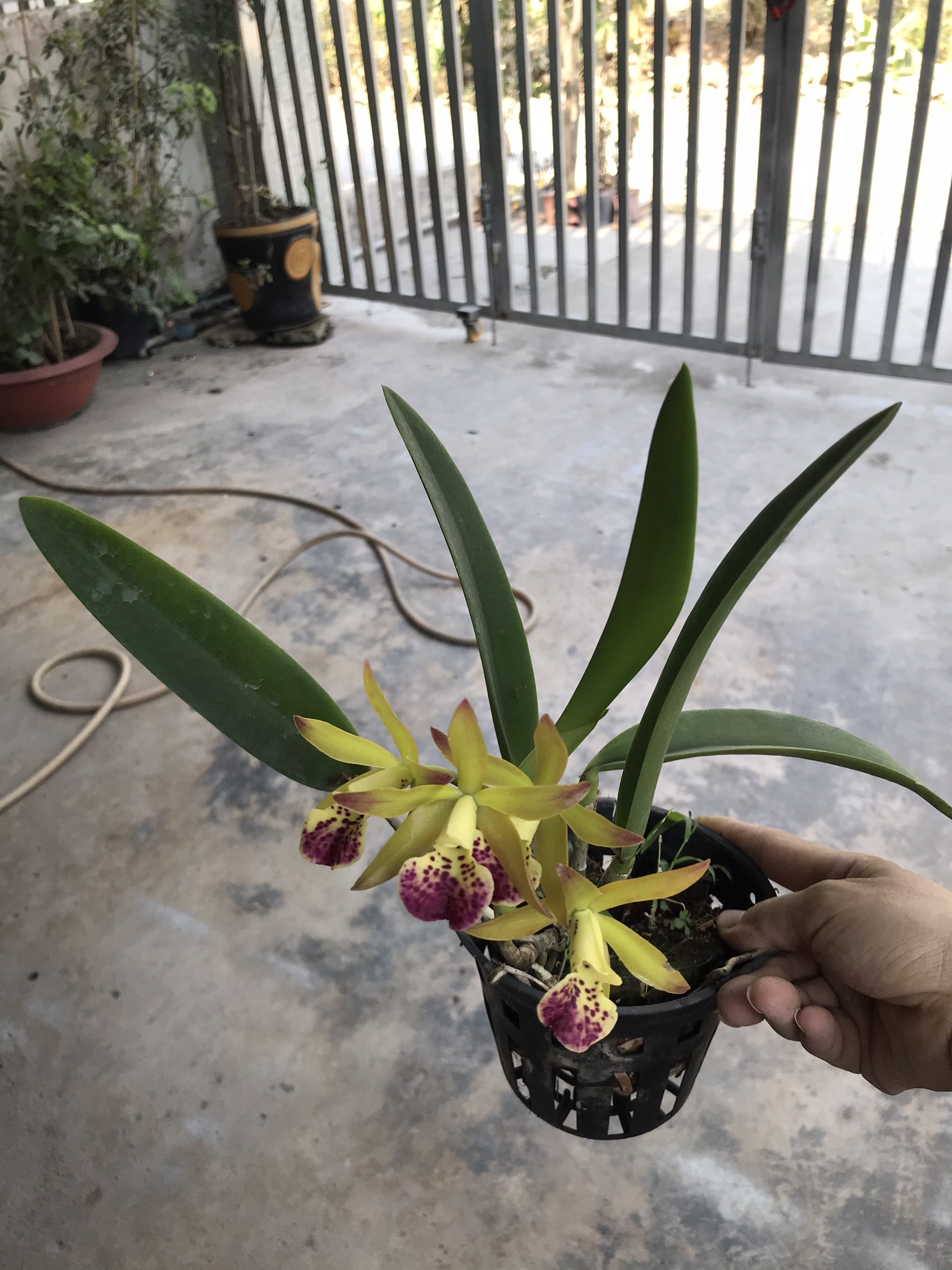 Yellow Brass Orchids with Red Tongues and Fragrant Pots Thanh