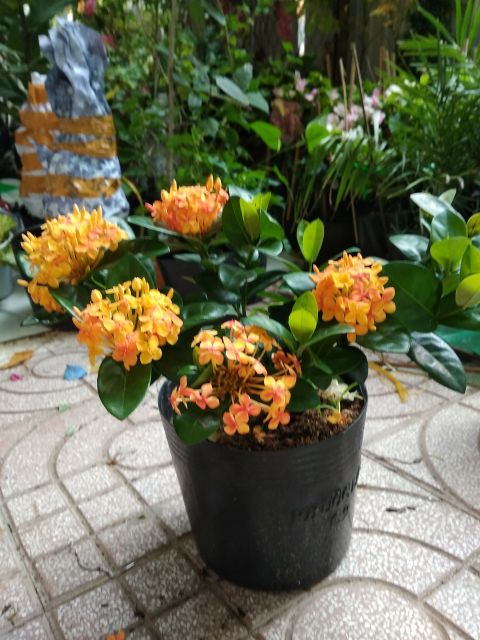 Trang mẫu đơn vàng cam